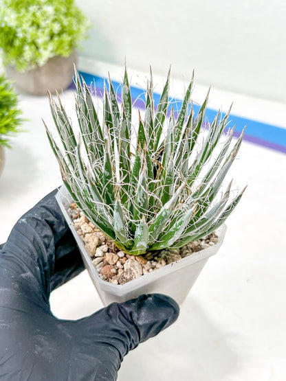 AGave Tomeana | Imported Succulent | rare species