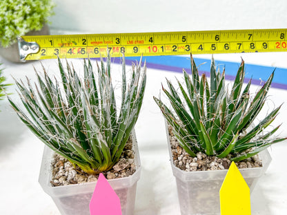 AGave Tomeana | Imported Succulent | rare species