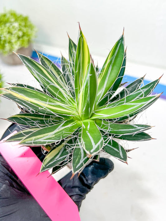 AGAVE Leofoldi | Imported Succulent