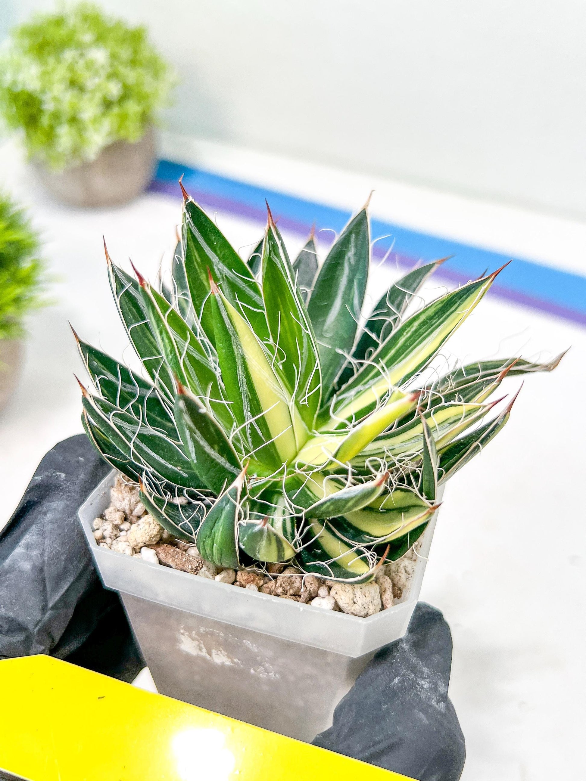 AGAVE Leofoldi | Imported Succulent