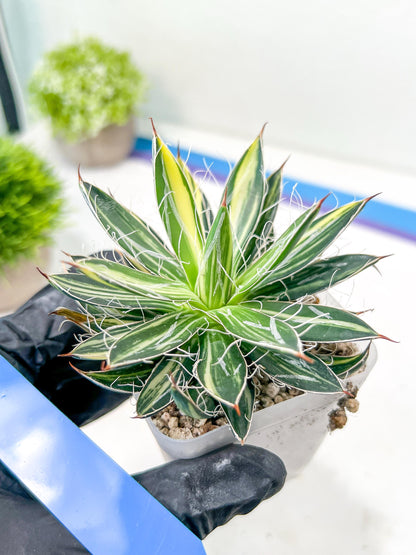 AGAVE Leofoldi | Imported Succulent