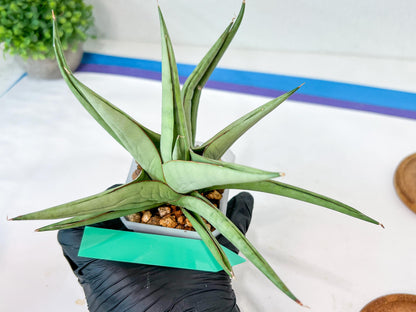Sansevieria Asawin (A7) | Imported Plants | Rare Hybrid Species