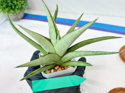 Sansevieria Asawin (A7) | Imported Plants | Rare Hybrid Species