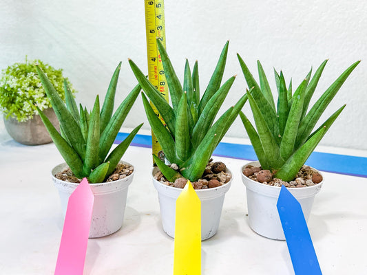 Sansevieria Snow Fountain (#AC3) | Select Your Unique Green Rarity