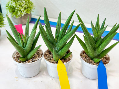 Sansevieria Snow Fountain (#AC3) | Select Your Unique Green Rarity