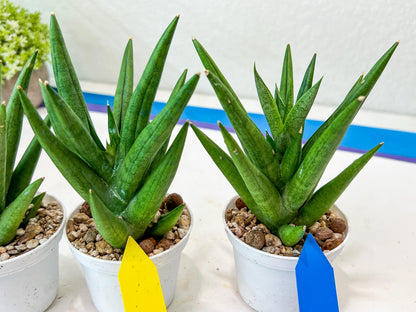 Sansevieria Snow Fountain (#AC3) | Select Your Unique Green Rarity