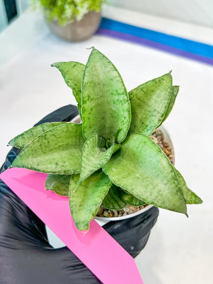 Sansevieria Silver Marga (#AC6) | Imported Snake Plants
