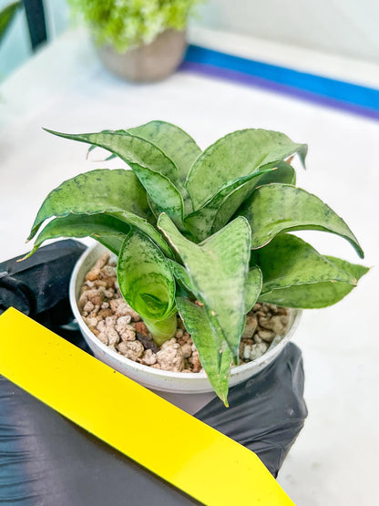 Sansevieria Silver Marga (#AC6) | Imported Snake Plants