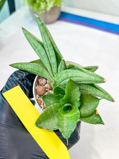 Sansevieria Vienna (#AC8) | Imported Plants | Rare Hybrid Species