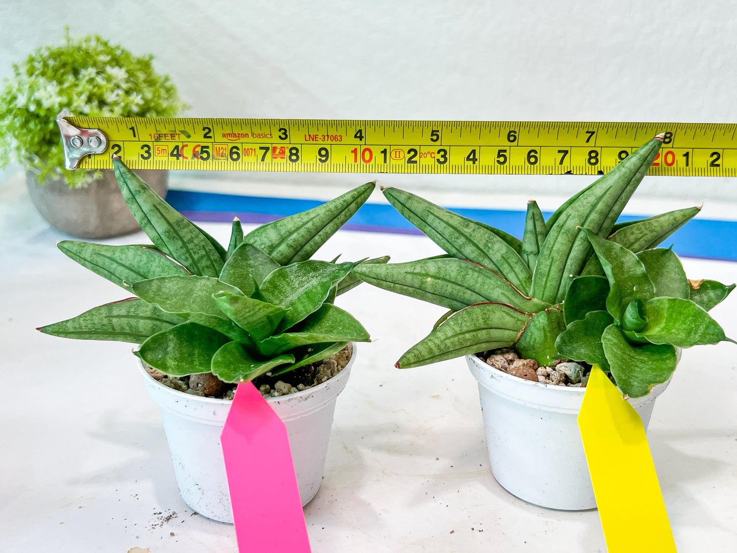 Sansevieria Vienna (#AC8) | Seek Out a Truly Extraordinary Plant