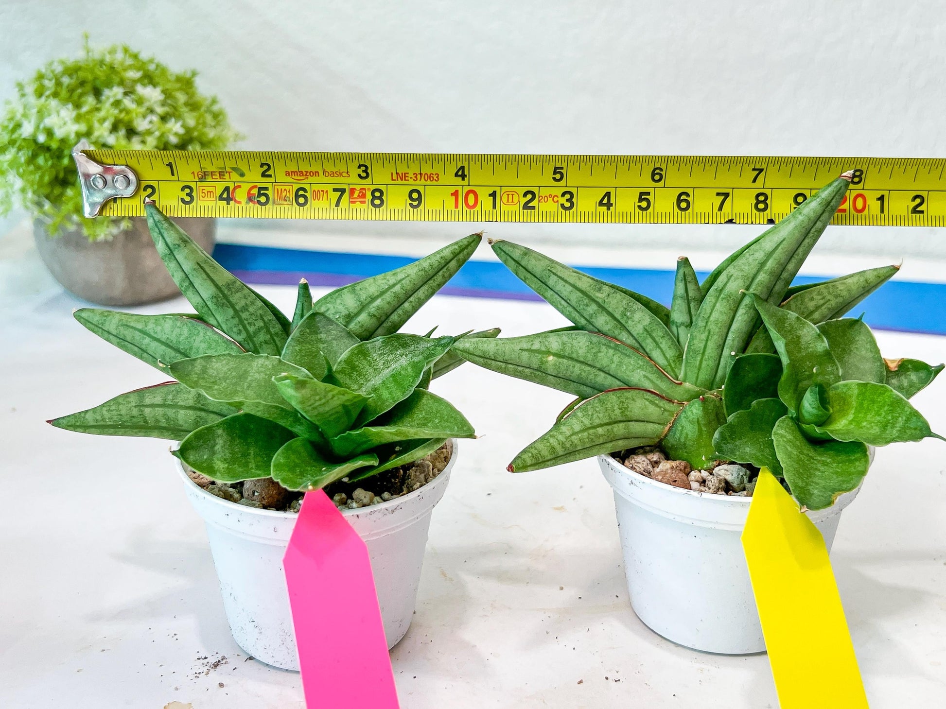 Sansevieria Vienna (#AC8) | Seek Out a Truly Extraordinary Plant