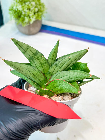 Sansevieria Vienna (#AC8) | Imported Plants | Rare Hybrid Species