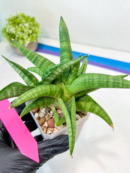 Sansevieria Fighter/Ch17023 (#AC12) | Imported Snake Plants