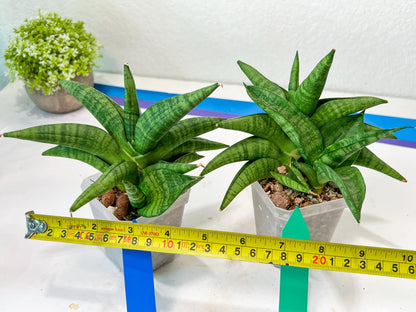 Sansevieria Fighter/Ch17023 (#AC12) | Imported Snake Plants