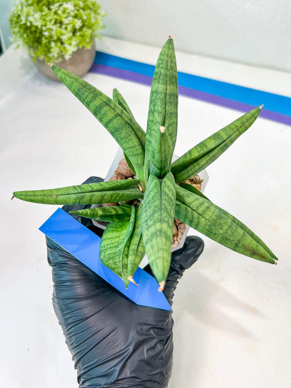 Sansevieria Fighter/Ch17023 (#AC12) | Imported Snake Plants