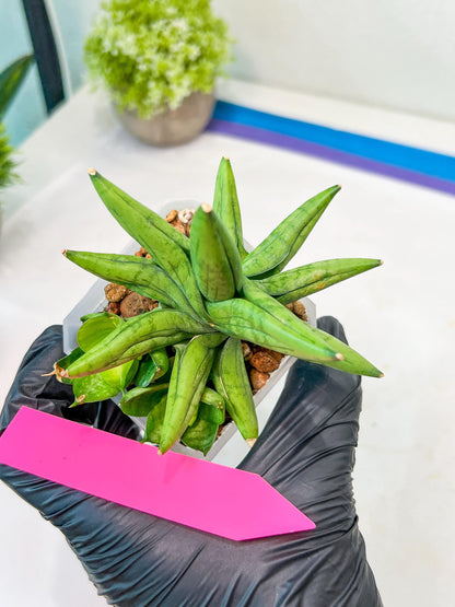 Sansevieria Mini Gold (#AC13) | Imported Snake Plants