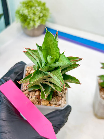 Sansevieria Bur Amar (#AC15) | Rare Imported House Plants