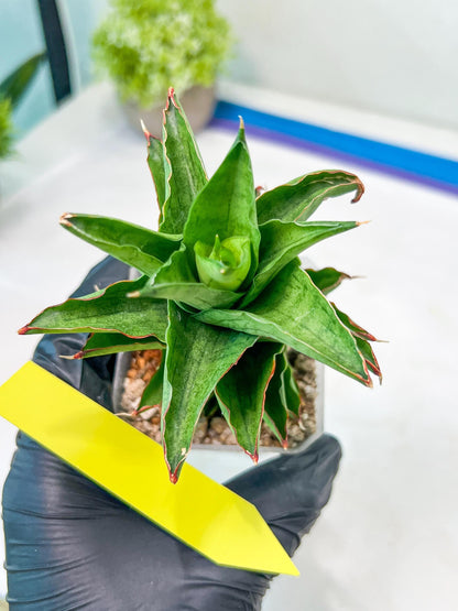 Sansevieria Bur Amar (#AC15) | Rare Imported House Plants