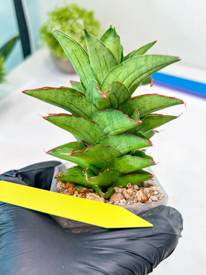 Sansevieria Bur Amar (#AC15) | Rare Imported House Plants