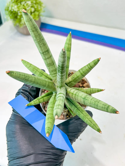 Sansevieria Snow Boy (AC16) | Reveal a Hidden Botanical Gem