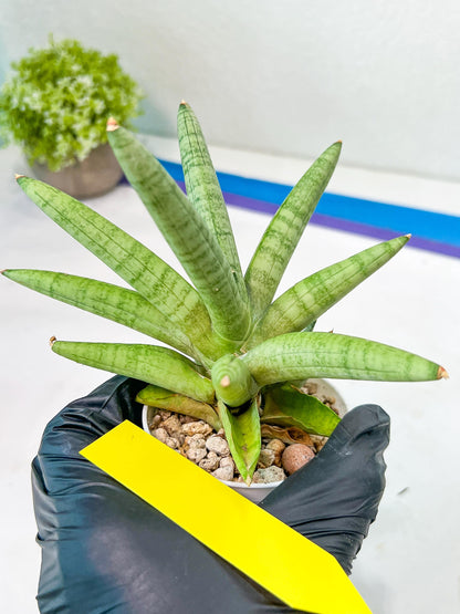 Sansevieria Snow Boy (AC16) | Reveal a Hidden Botanical Gem