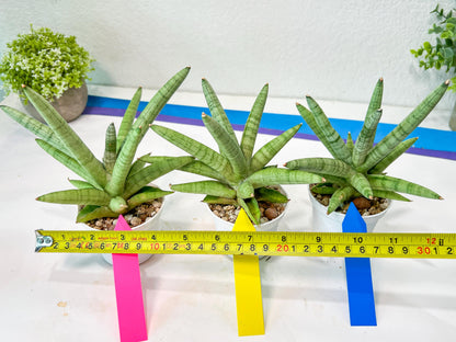 Sansevieria Snow Boy (AC16) | Reveal a Hidden Botanical Gem