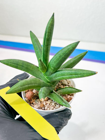 Sansevieria Virdi lisciu (#AC17) | Reveal a Hidden Botanical Gem