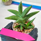 Sansevieria Virdi lisciu (#AC17) | Reveal a Hidden Botanical Gem