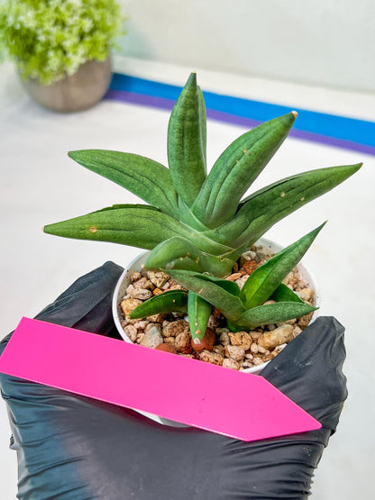 Sansevieria Virdi lisciu (#AC17) | Reveal a Hidden Botanical Gem