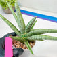 Sansevieria Silver Pink (#AC18) | New Imported Hybrids
