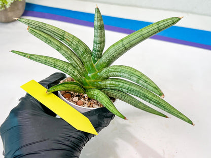 Sansevieria Silver Pink (#AC18) | New Imported Hybrids
