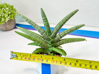 Sansevieria Silver Pink (#AC18) | New Imported Hybrids