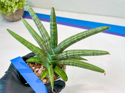 Sansevieria Silver Pink (#AC18) | New Imported Hybrids
