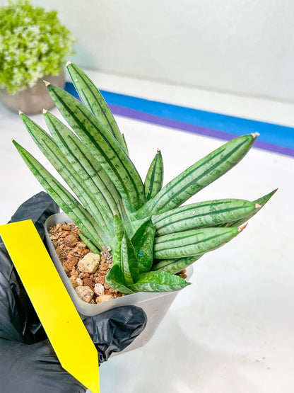 Sansevieria African Zybra (#AC19) | Imported Hybrid Snake Plants