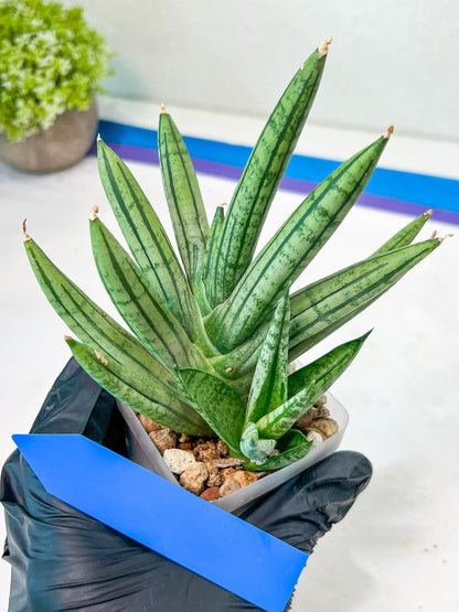 Sansevieria African Zybra (#AC19) | Imported Hybrid Snake Plants