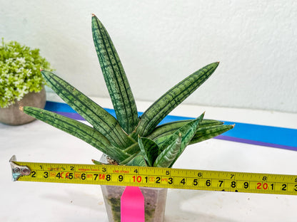 Sansevieria Rocker (#AC20) | Rare Imported House Plants