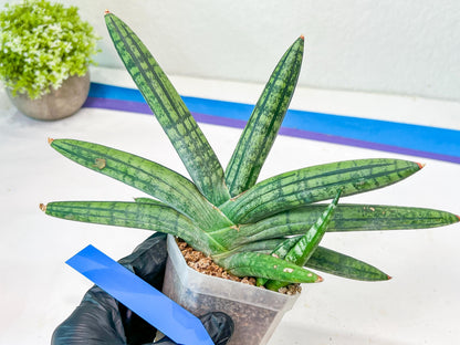 Sansevieria Rocker (#AC20) | Rare Imported House Plants