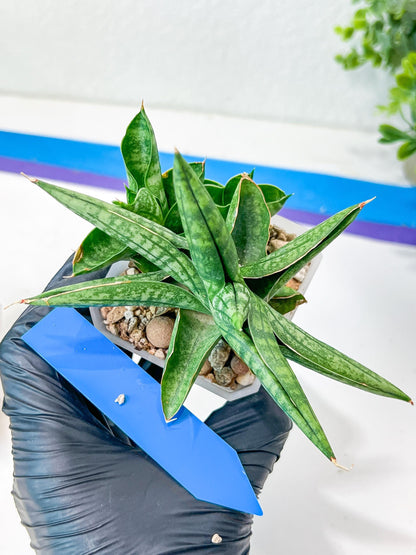 Sansevieria CH Tozlu (#AC21) | Imported Plants | Rare Hybrid Species