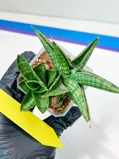 Sansevieria CH Tozlu (#AC21) | Imported Plants | Rare Hybrid Species