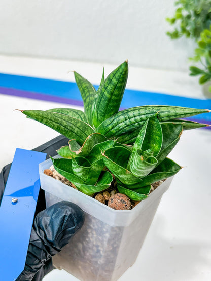 Sansevieria CH Tozlu (#AC21) | Imported Plants | Rare Hybrid Species