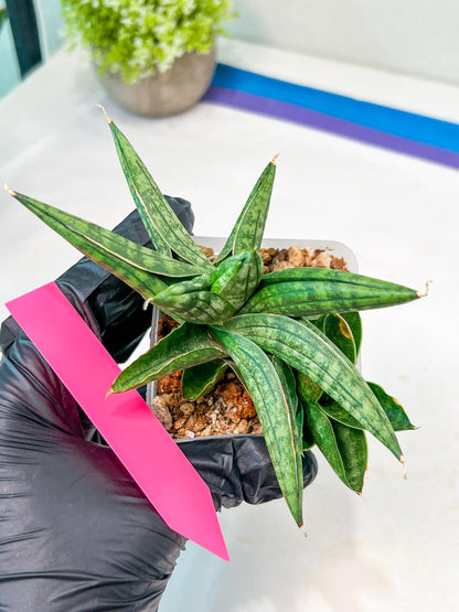 Sansevieria CH Tozlu (#AC21) | Imported Plants | Rare Hybrid Species