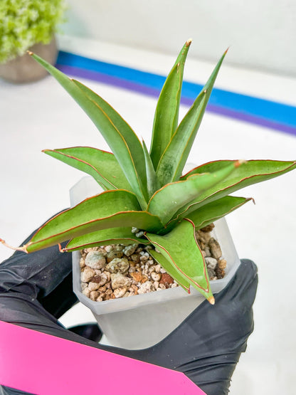 Sansevieria Lanta (#AC25) | Imported Plants | Rare Hybrid Species