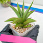 Sansevieria Lanta (#AC25) | Imported Plants | Rare Hybrid Species