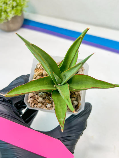 Sansevieria Lanta (#AC25) | Imported Plants | Rare Hybrid Species