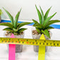 Sansevieria Lanta (#AC25) | Imported Plants | Rare Hybrid Species