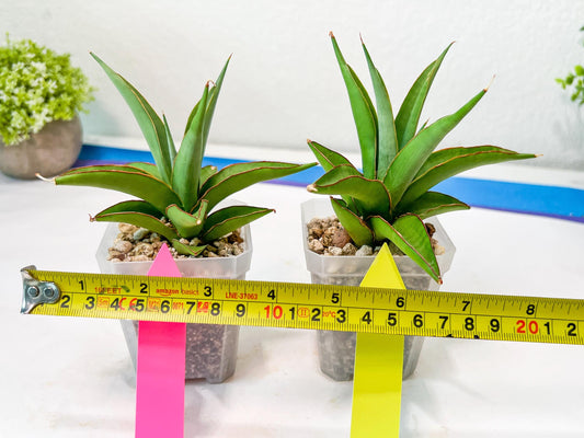 Sansevieria Lanta (#AC25) | Imported Plants | Rare Hybrid Species