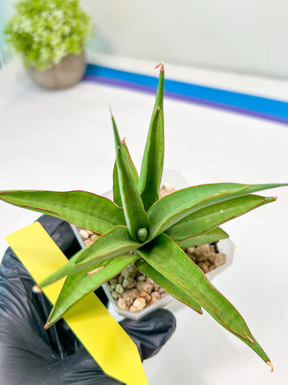 Sansevieria Lanta (#AC25) | Imported Plants | Rare Hybrid Species