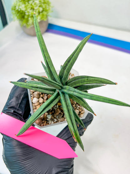 Sansevieria Thousand Blue (#AC26) | Rare Hybrids