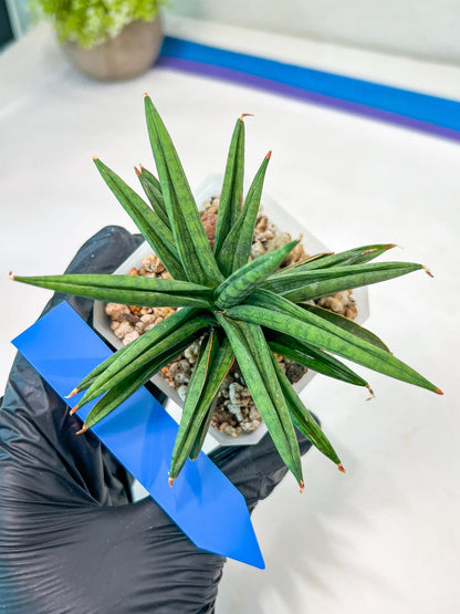 Sansevieria Thousand Blue (#AC26) | Rare Hybrids