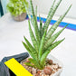 Sansevieria Epine Verte (#AC27) | Find Your Perfect Exotic Flora